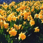 313. Daffodils in Nidderdale